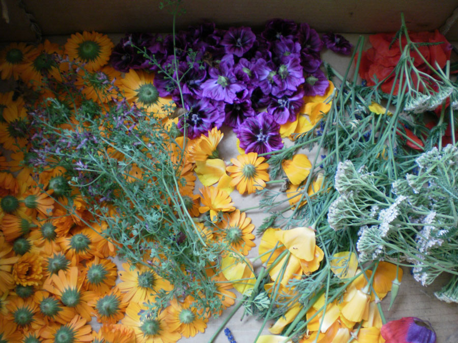 Plantes médicinales locales en vente près de Digoin, Paray-le-Monial et Moulins